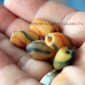 Африканские стеклянные бусины Кробо - African Ghana Krobo Beads. Лот из пяти бус