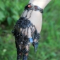 Браслет-панджи с кольцами хучжи на пять пальцев (на три фаланги) с витражной эма
